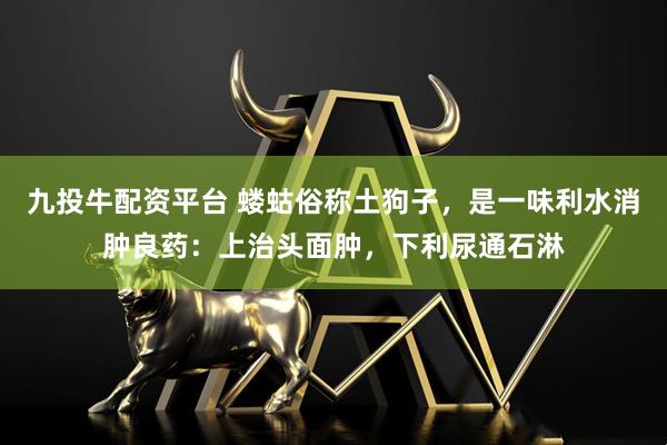 九投牛配资平台 蝼蛄俗称土狗子，是一味利水消肿良药：上治头面肿，下利尿通石淋